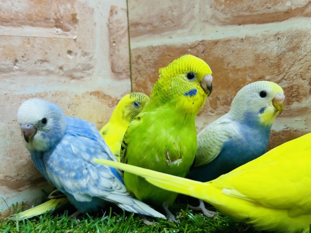 🔥🔥GWフェア開催🔥🔥可愛いセキセイインコさんがいっぱい！