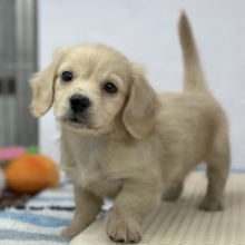 くりくりおめめのおてんばガール♡ミニチュアダックスフンド（イエロー）2026年1月31日生まれ　女の子