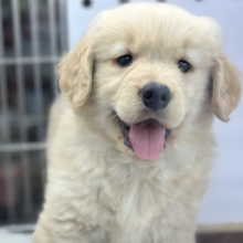 ビッグスマイル♡ゴールデンレトリバー2026年1月31日生まれ　女の子