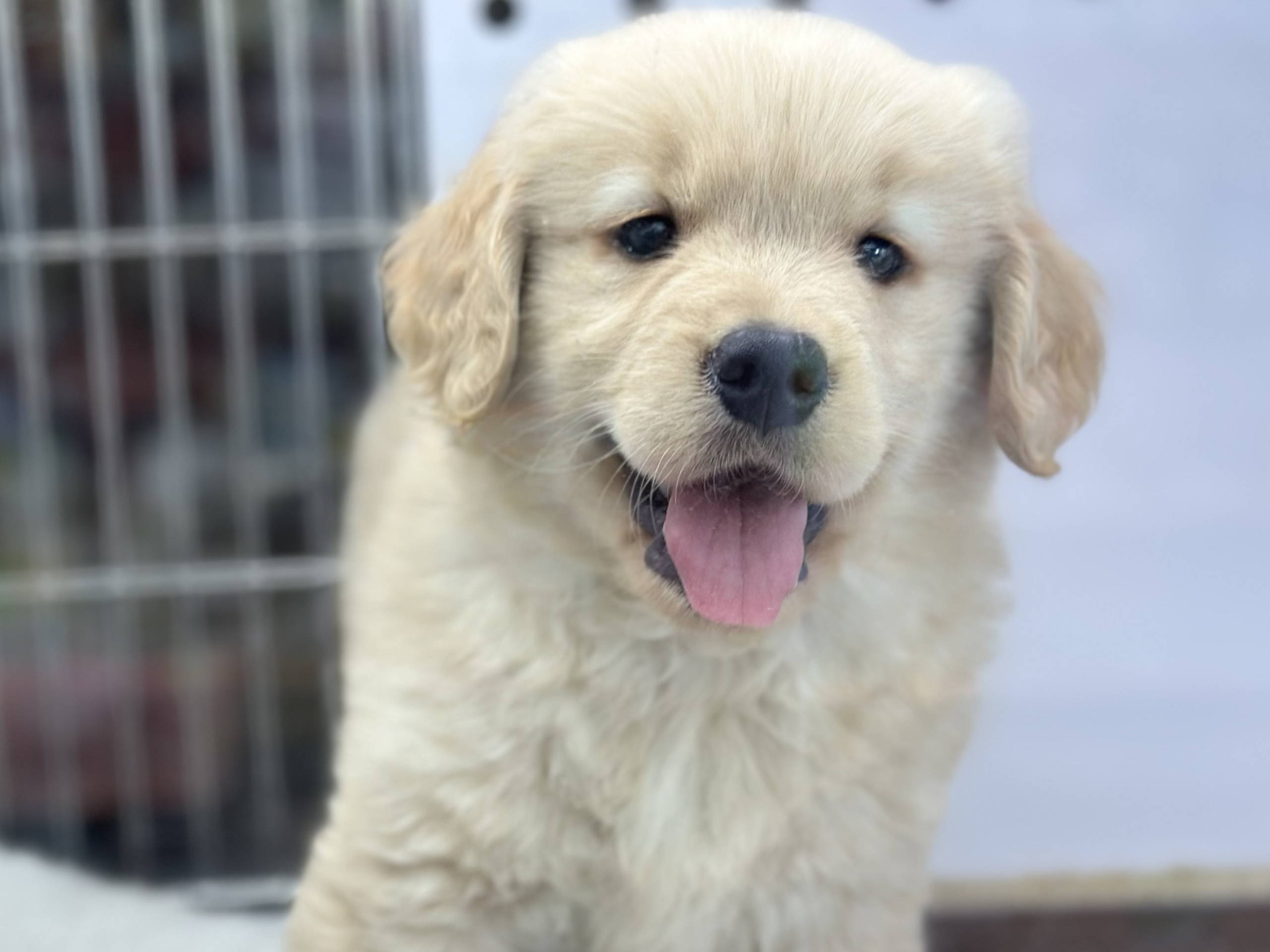 ビッグスマイル♡ゴールデンレトリバー2026年1月31日生まれ 女の子 ゴールデンレトリバー