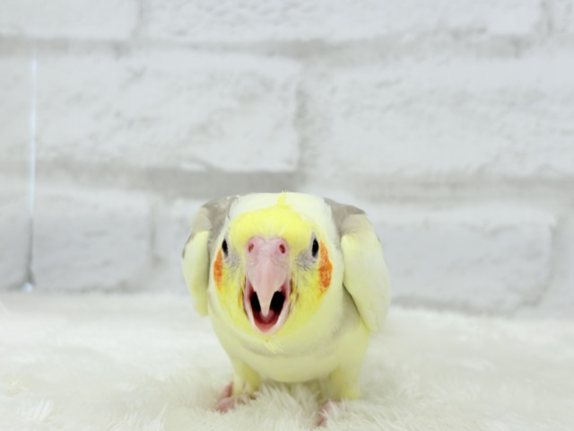 オカメインコ