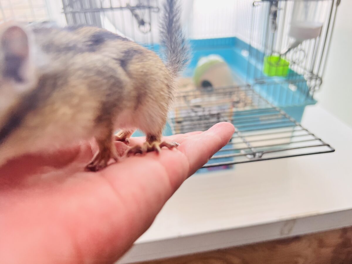 シマリス（ノーマル）