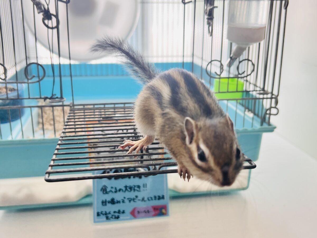 シマリス（ノーマル）