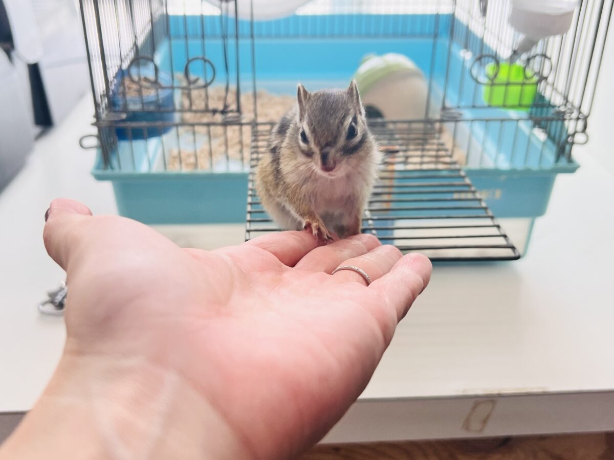 シマリス（ノーマル）