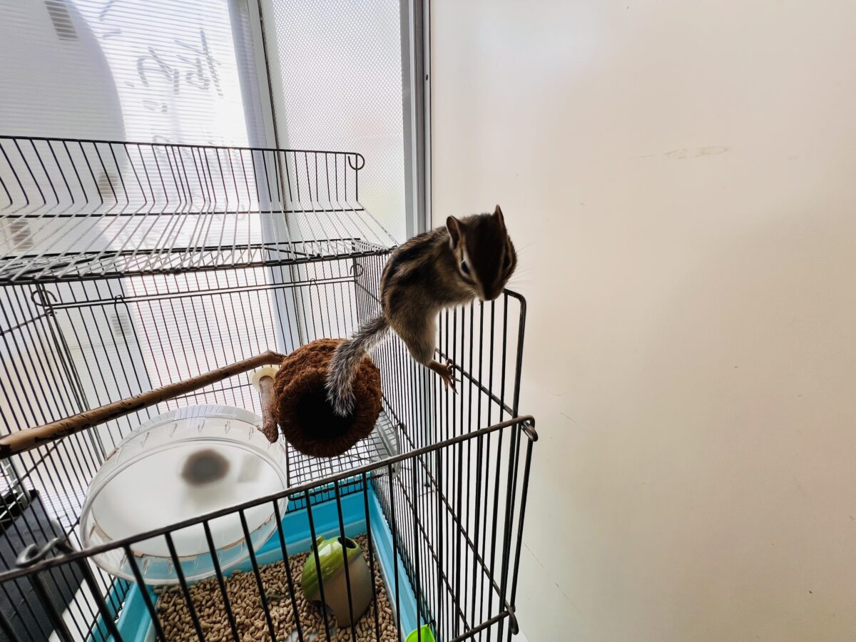 シマリス（ノーマル）