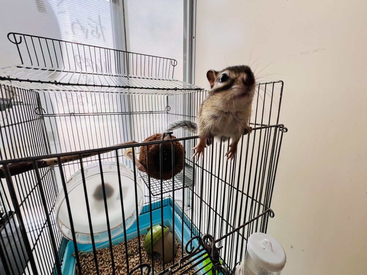 シマリス（ノーマル）