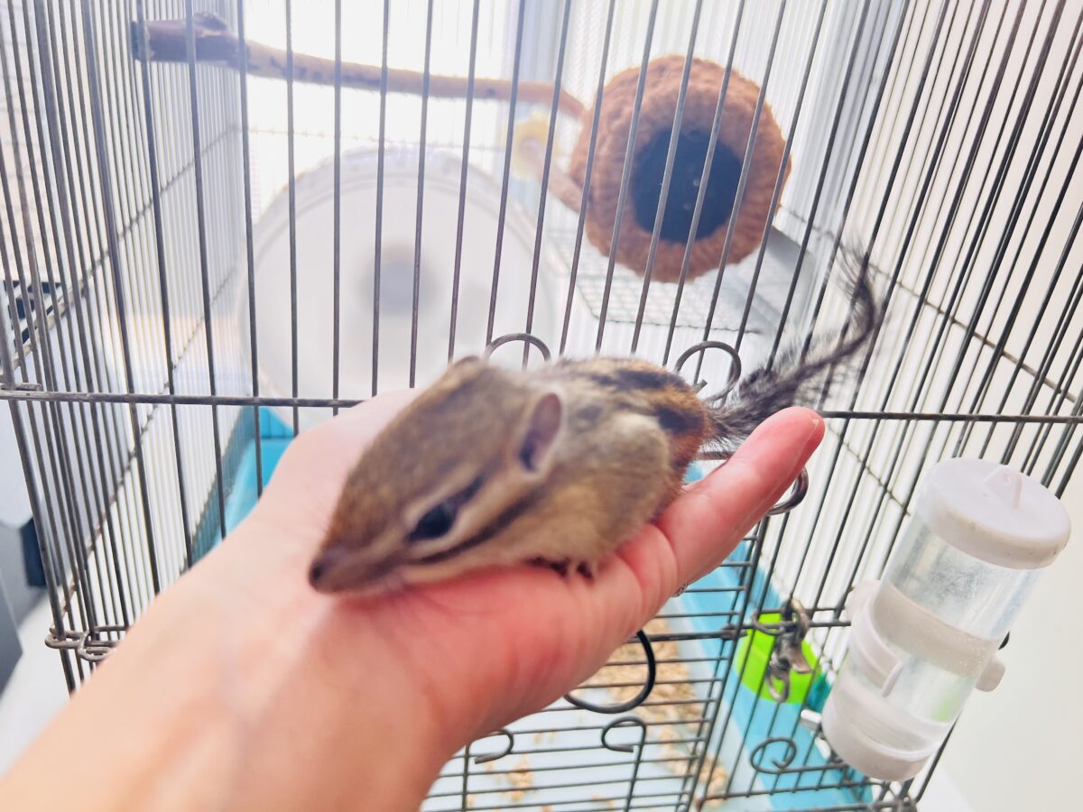 シマリス（ノーマル）