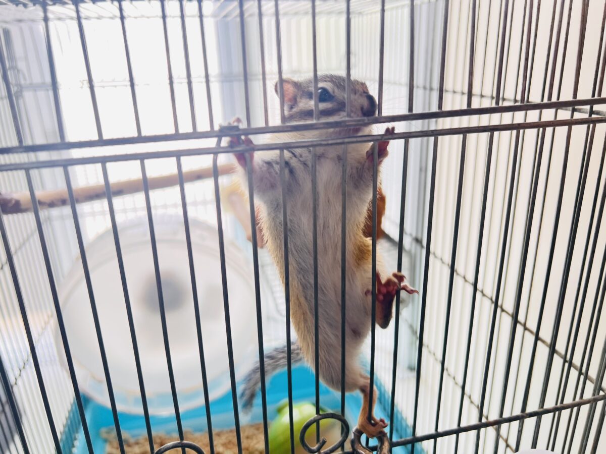 シマリス（ノーマル）