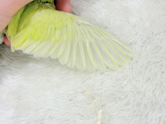 マメルリハ