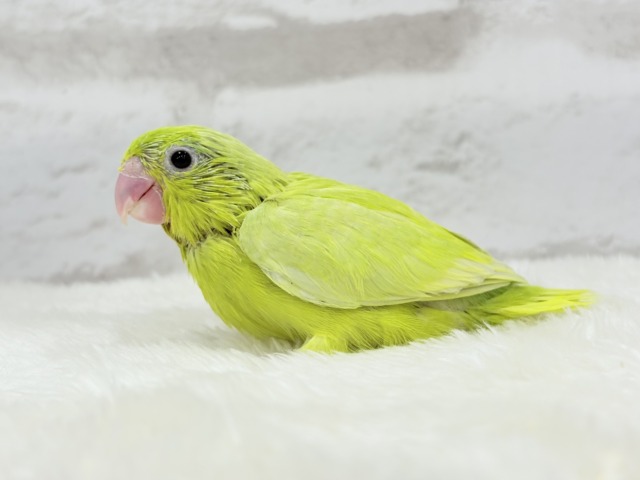 マメルリハ