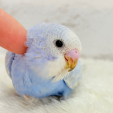 【最新画像更新🪄】ハレノヒの爽やかな青空カラー🐣🫧セキセイインコ(スパングル) ヒナ