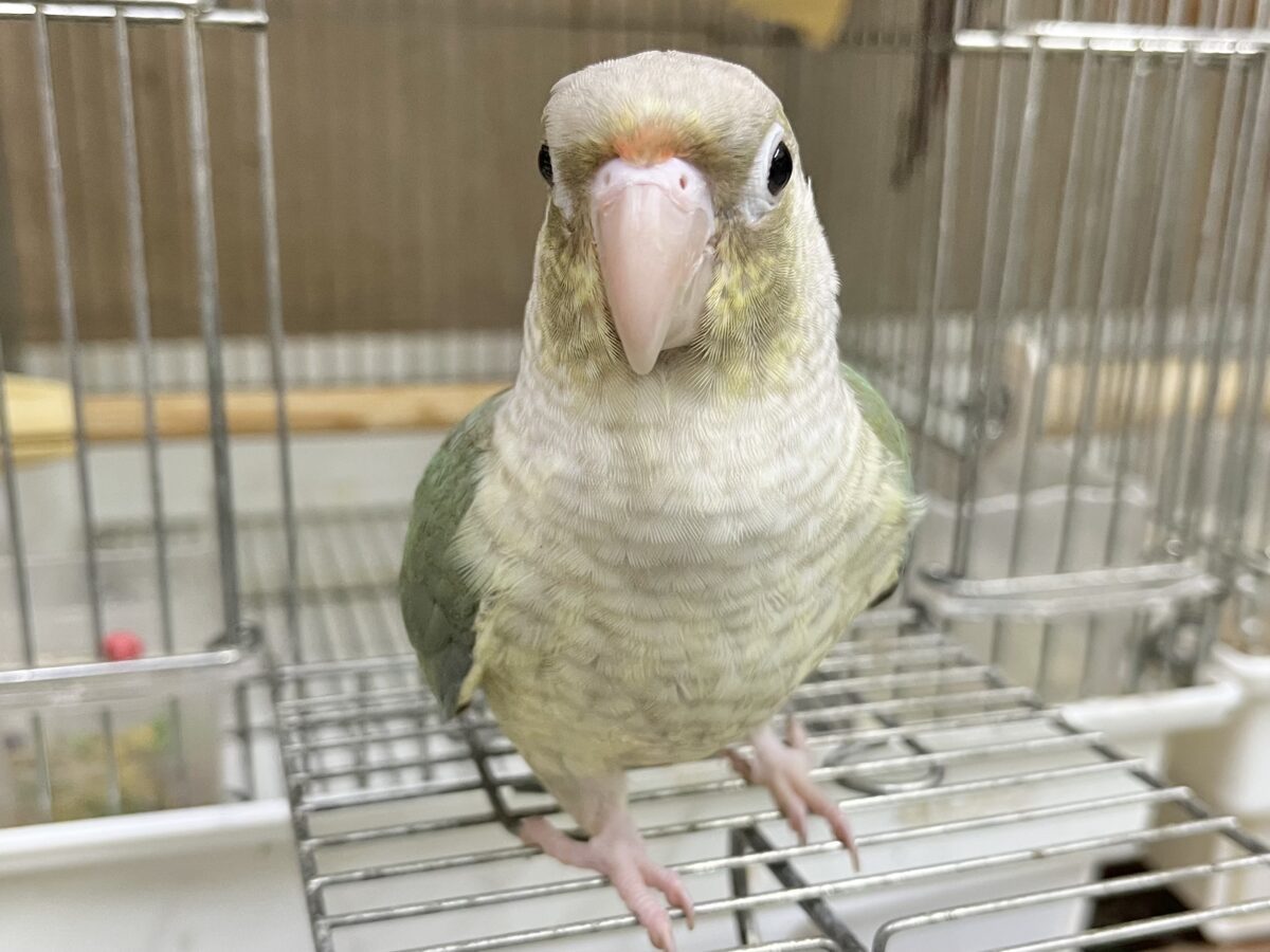 🆙最新画像あり‼️】人と遊ぶの大好き🤩🎶 ウロコインコ（ブルーシナモン）
