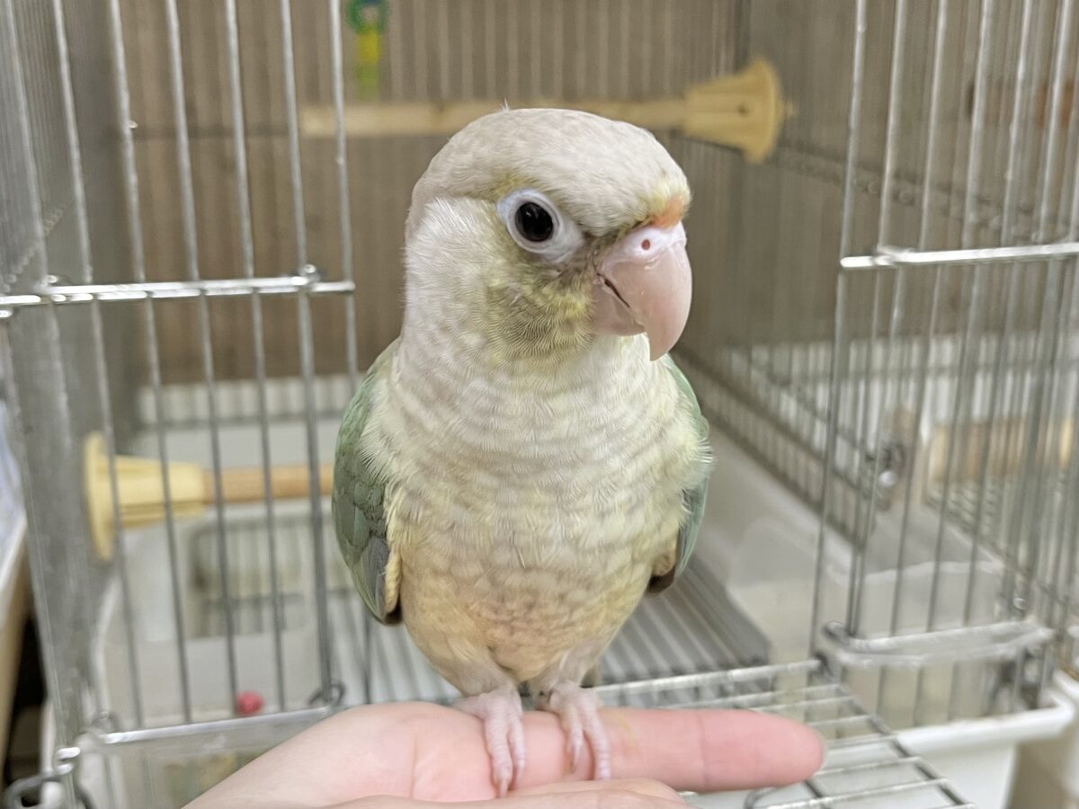 ホオミドリウロコインコ