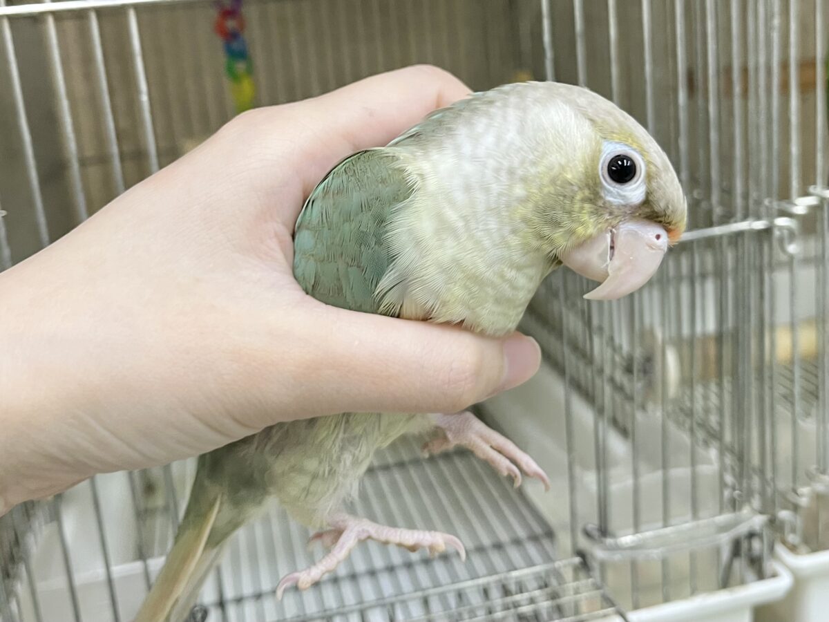 ホオミドリウロコインコ