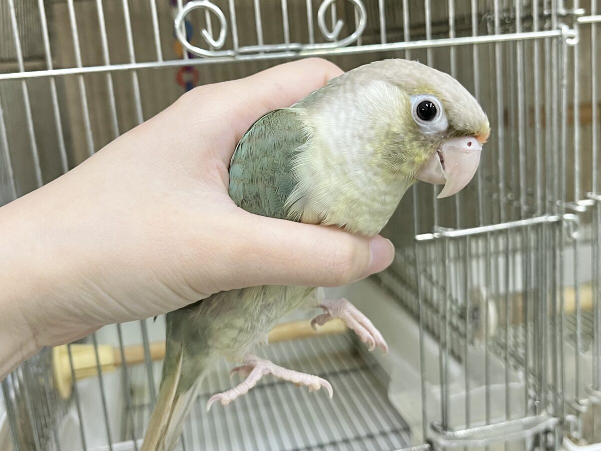 ホオミドリウロコインコ