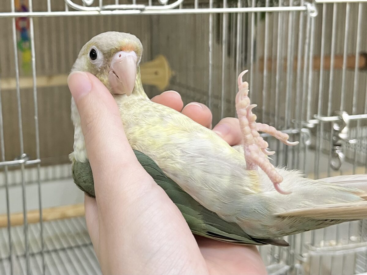 ホオミドリウロコインコ