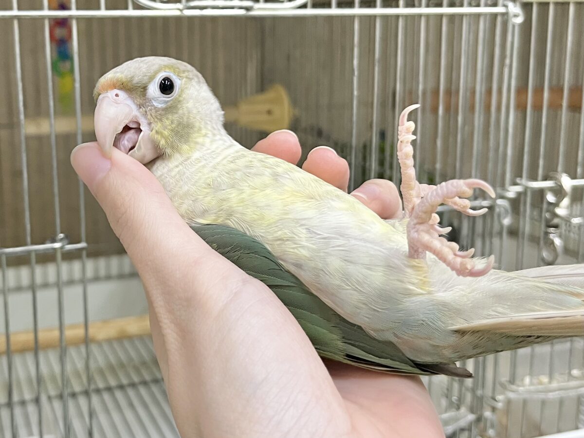 ホオミドリウロコインコ