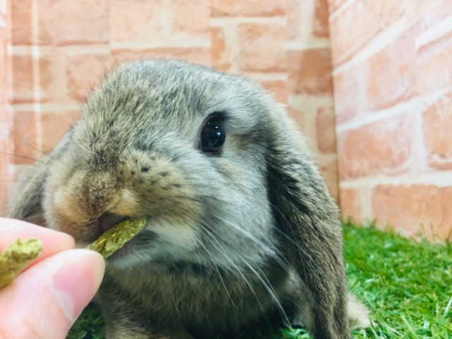 ロップイヤーラビット