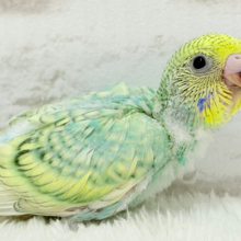 トレードマークは背中の模様さっ🐣‪☆セキセイインコ(パステルカラーレインボースパングル) ヒナ