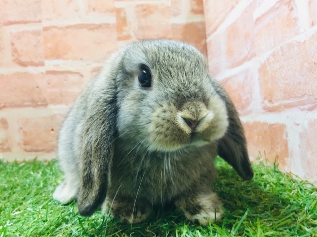 ロップイヤーラビット