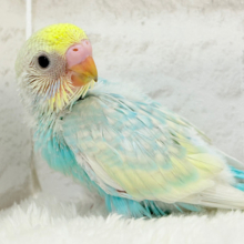 暑い季節にしゅわしゅわソーダ🍸🫧セキセイインコ(パステルレインボー) ヒナ