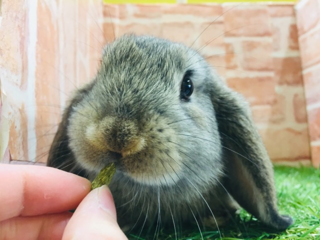 ロップイヤーラビット