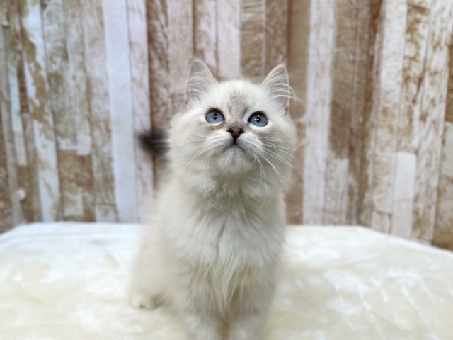 ネヴァマスカレード