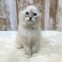 ポイントカラーのサイベリアンちゃんその名も… 🤍💃🕺ネヴァマスカレード（ブルーリンクスポイント）2026年2月4日生まれ　女の子