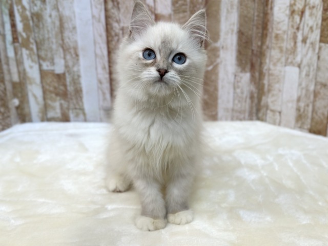 ポイントカラーのサイベリアンちゃんその名も… 🤍💃🕺ネヴァマスカレード（ブルーリンクスポイント）2026年2月4日生まれ　女の子