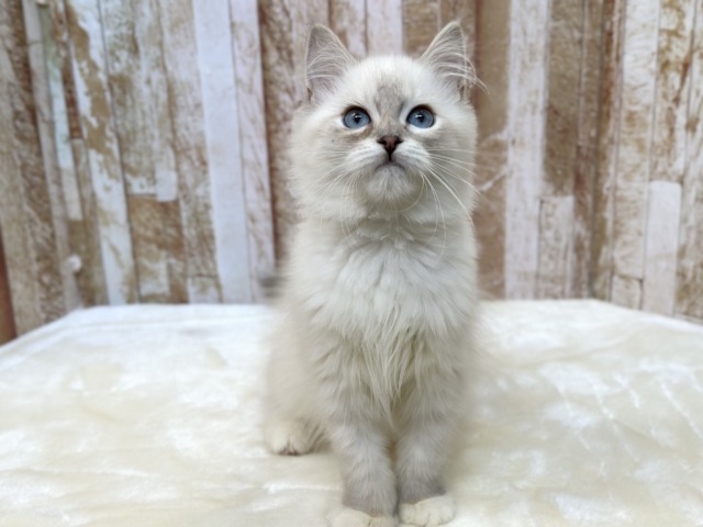 ネヴァマスカレード