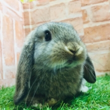 可愛いもっちりウサちゃんがやってきましたよ～💗💗　ロップイヤーラビット（チェスナット）