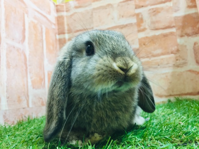 可愛いもっちりウサちゃんがやってきましたよ～💗💗　ロップイヤーラビット（チェスナット）