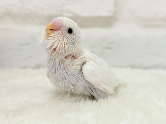 麗し🫧高嶺の存在感🐣🪻セキセイインコ ヒナ セキセイインコ