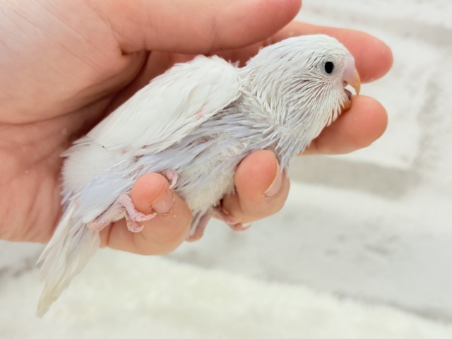 麗し🫧高嶺の存在感🐣🪻セキセイインコ ヒナ セキセイインコ
