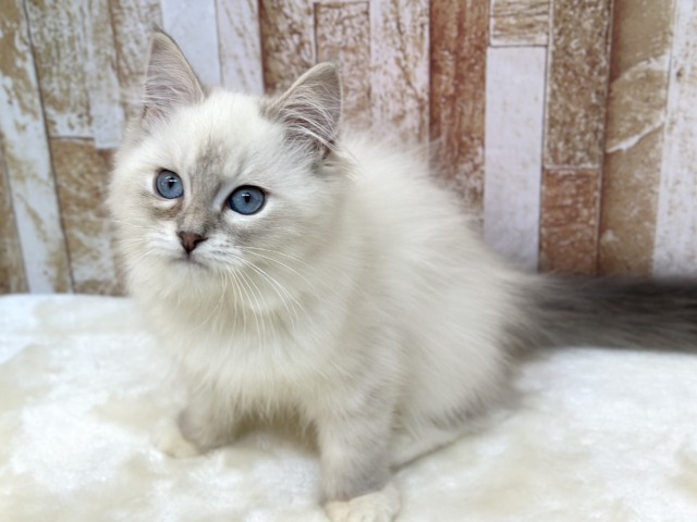 ネヴァマスカレード