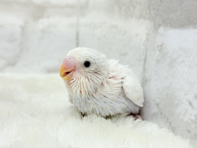 麗し🫧高嶺の存在感🐣🪻セキセイインコ ヒナ セキセイインコ