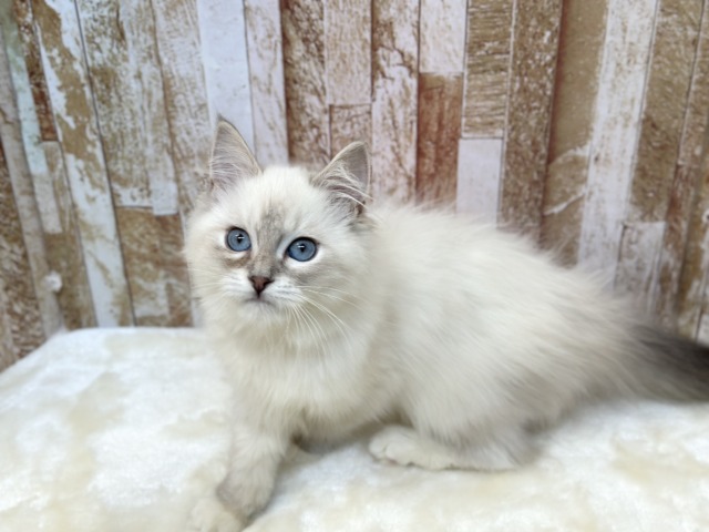 ネヴァマスカレード