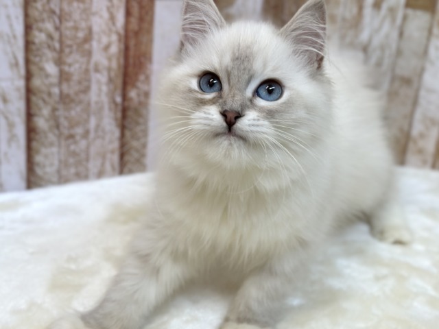 ネヴァマスカレード