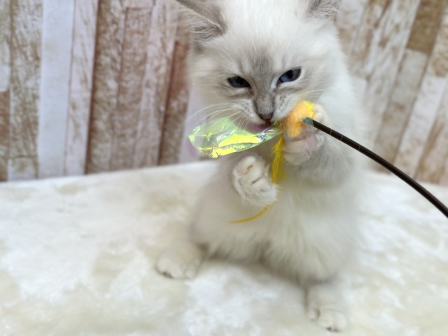 ネヴァマスカレード