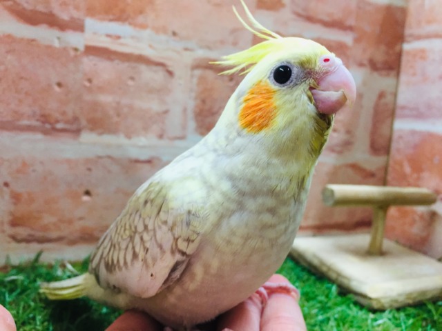 シナモンパールカラーのオカメちゃんがやってきましたよ～💛💛　オカメインコ