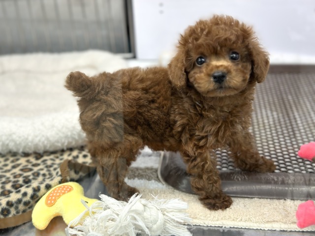 トイプードル