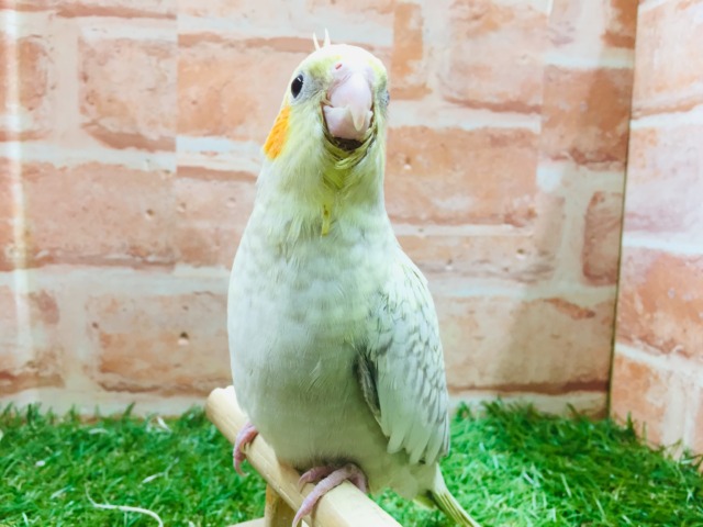 オカメインコ