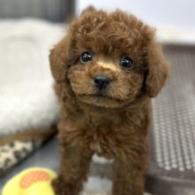 なでなで大好き♡かまちょなトイプーくん❤️2026年2月13日生まれ　男の子
