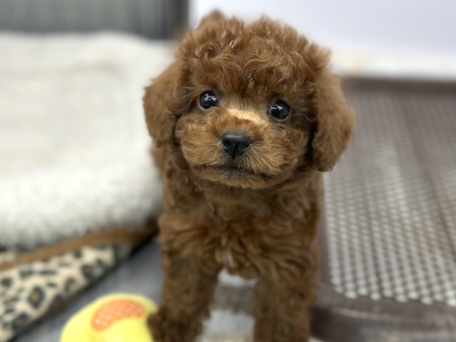 なでなで大好き♡かまちょなトイプーくん❤️2026年2月13日生まれ　男の子