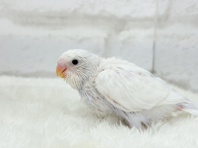 麗し🫧高嶺の存在感🐣🪻セキセイインコ ヒナ セキセイインコ
