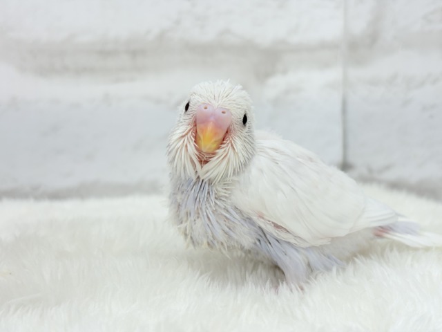 麗し🫧高嶺の存在感🐣🪻セキセイインコ ヒナ セキセイインコ