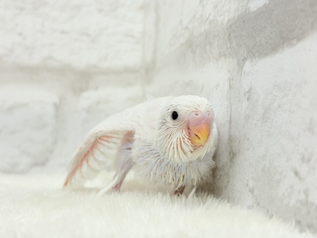 麗し🫧高嶺の存在感🐣🪻セキセイインコ ヒナ セキセイインコ