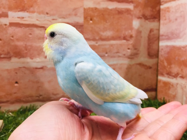 ②色鮮やかなセキセイちゃん🌈🌈🌈🌈 セキセイインコ(レインボー系) セキセイインコ