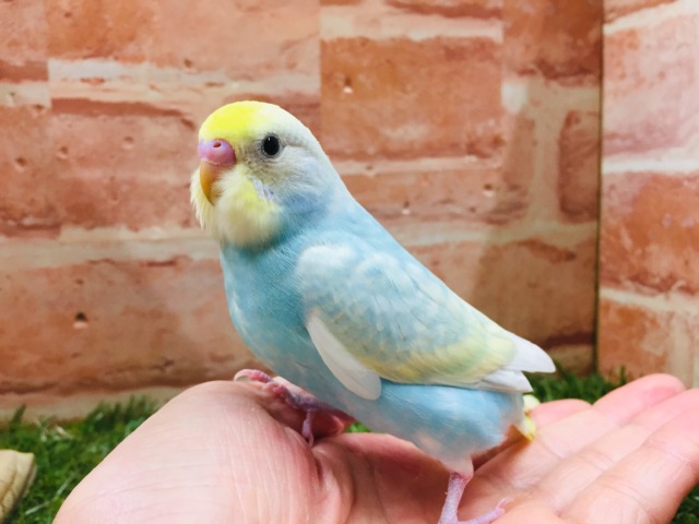 ②色鮮やかなセキセイちゃん🌈🌈🌈🌈 セキセイインコ(レインボー系) セキセイインコ