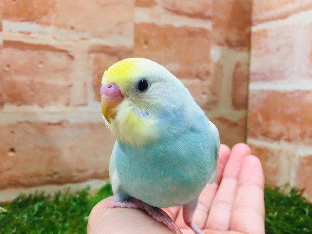②色鮮やかなセキセイちゃん🌈🌈🌈🌈 セキセイインコ(レインボー系) セキセイインコ
